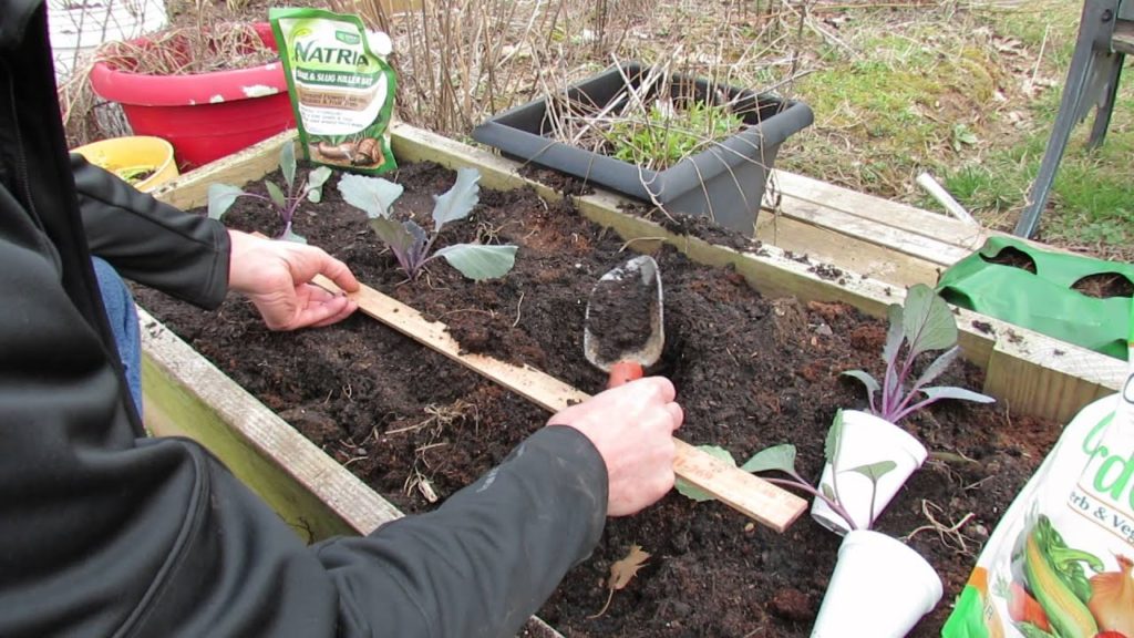 Planting Cabbages in Raised Bed Gardens: Cool Weather Crops - MFG 2014