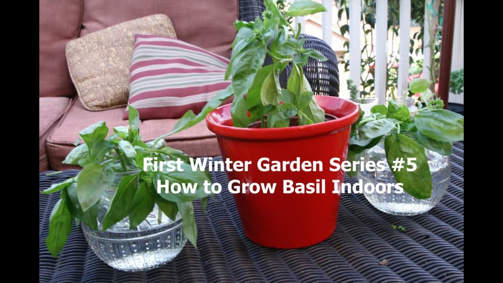 CaliKim: First Winter Garden Series #5: How to Grow Basil Indoors First Winter Garden Series #5: How to Grow Basil Indoors