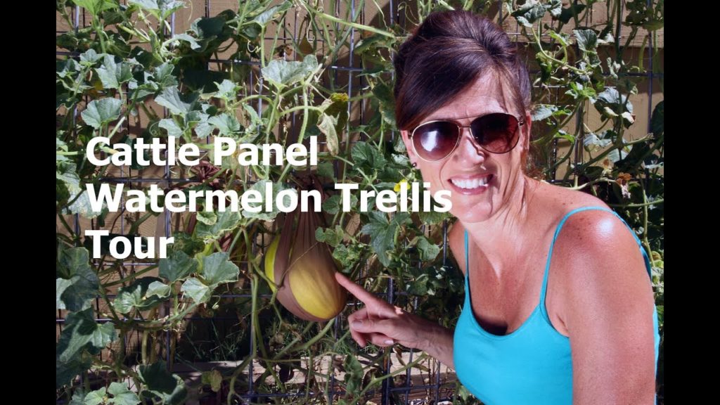 CaliKim: Cattle Panel Vertical Watermelon Trellis Tour Cattle Panel Vertical Watermelon Trellis Tour