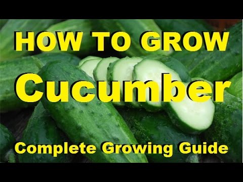 MIgardener: How to Grow Cucumbers – Complete Growing Guide How to Grow Cucumbers - Complete Growing Guide