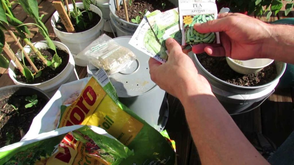 Gary Pilarchik: MFG 2013: 1 of 4 How to Plant Container Peas for the Fall Garden MFG 2013: 1 of 4 How to Plant Container Peas for the Fall Garden