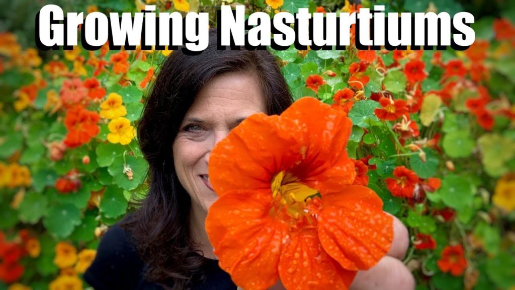 Growing Nasturtiums - An Edible, Easy-to-Grow Cool Season Flower 🌺