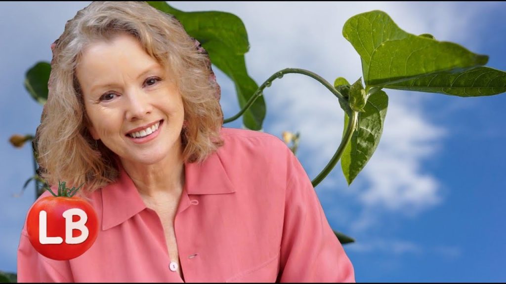 Kaye Kittrell: Growing Heirloom Beans – Part 2 | Late Bloomer | Episode 5 Growing Heirloom Beans - Part 2 | Late Bloomer | Episode 5