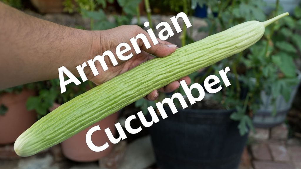 California Gardening: Growing Armenian Cucumbers In Containers Growing Armenian Cucumbers In Containers