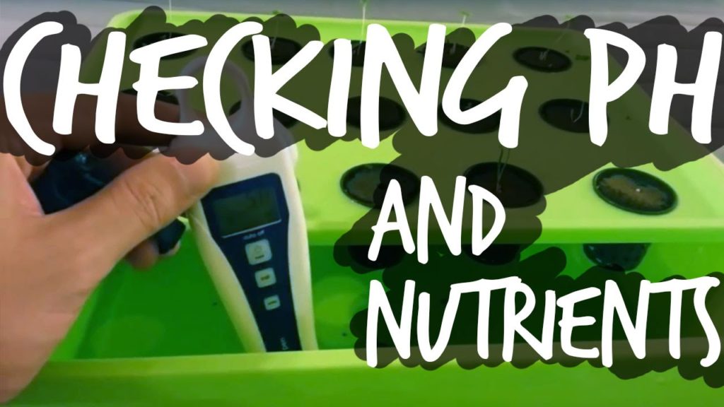 Starting Seeds for Hydroponics: pH Water and Add Nutrients