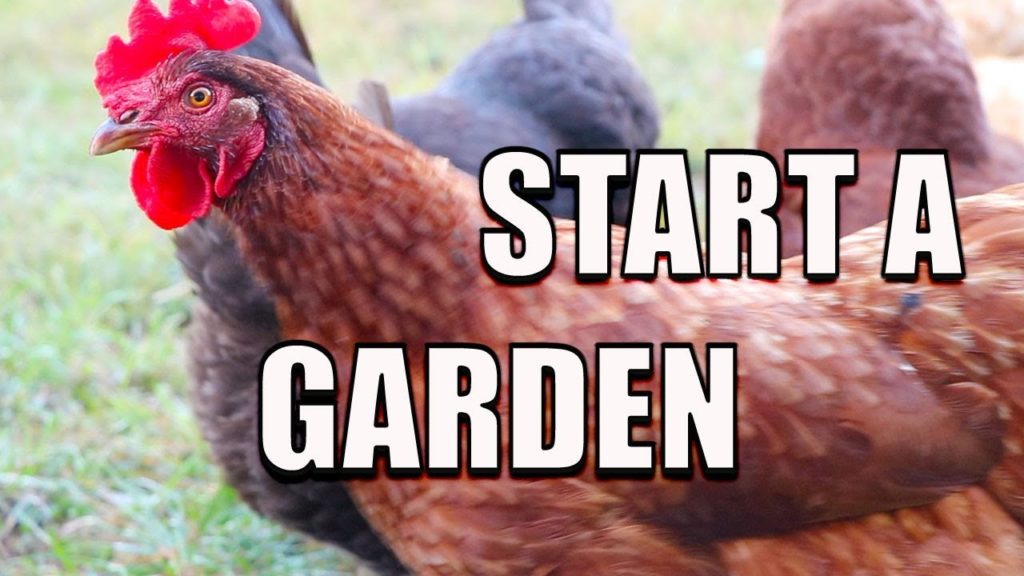 How To Start A Garden Using CHICKENS! Permaculture Gardening