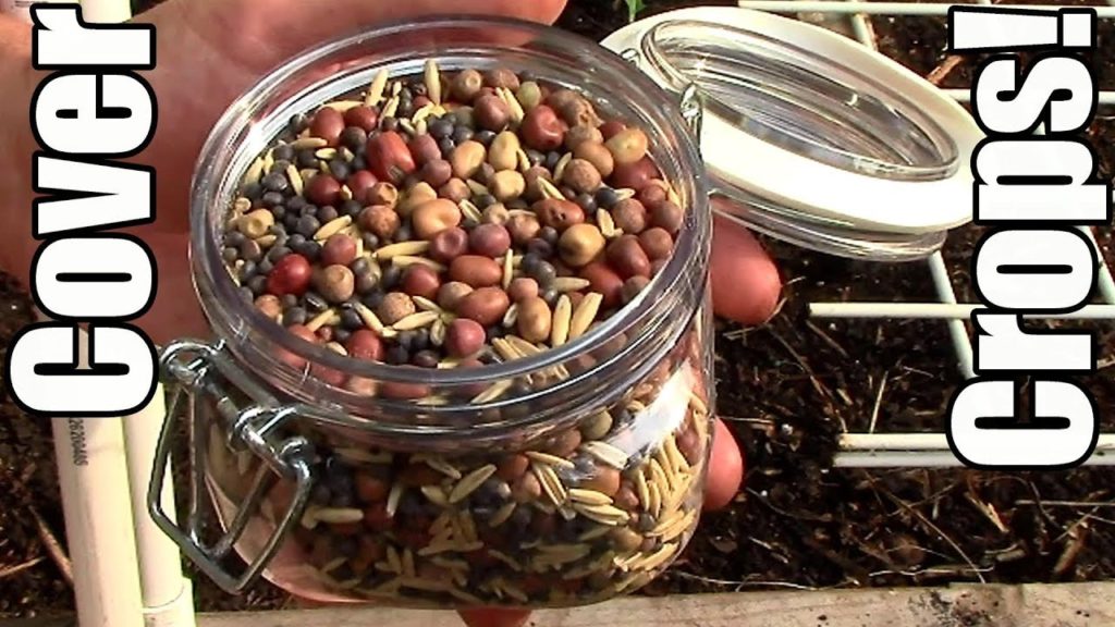 How I Interplant Nitrogen Fixing Cover Crops & Food Crops for the Fall