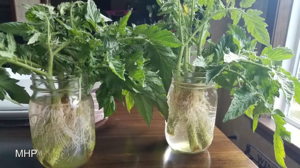 Free Tomato Plants from Suckers for a Fall Crop