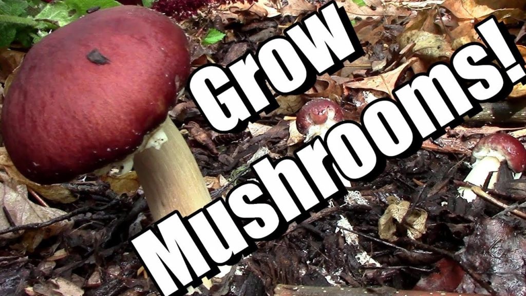 One Yard Revolution: 6 Tips to Grow Edible Wine Cap Mushrooms in Your Garden (King Stropharia in Wood Chips) 6 Tips to Grow Edible Wine Cap Mushrooms in Your Garden (King Stropharia in Wood Chips)