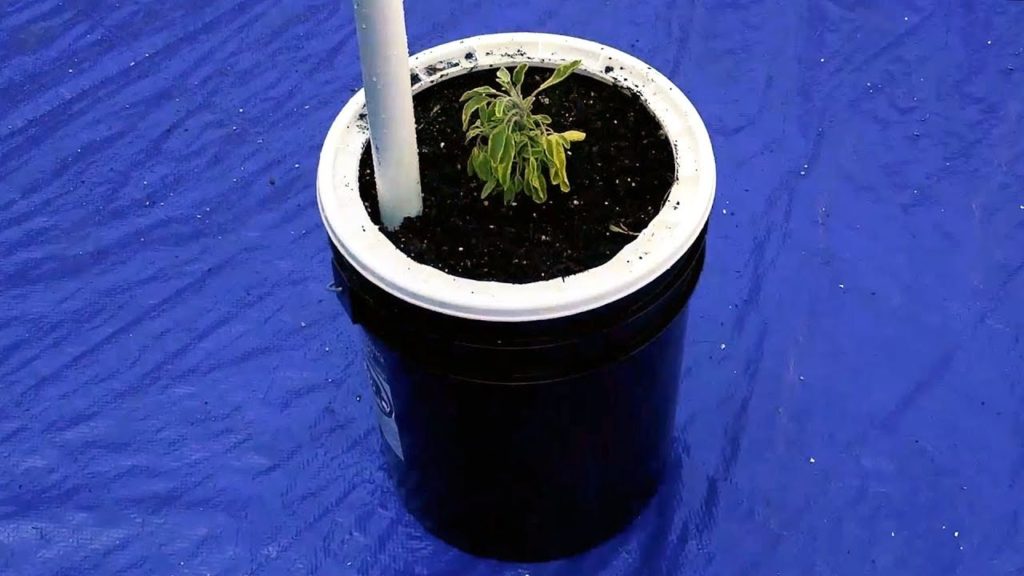 How to Build a Self Watering Pot For $10 😱