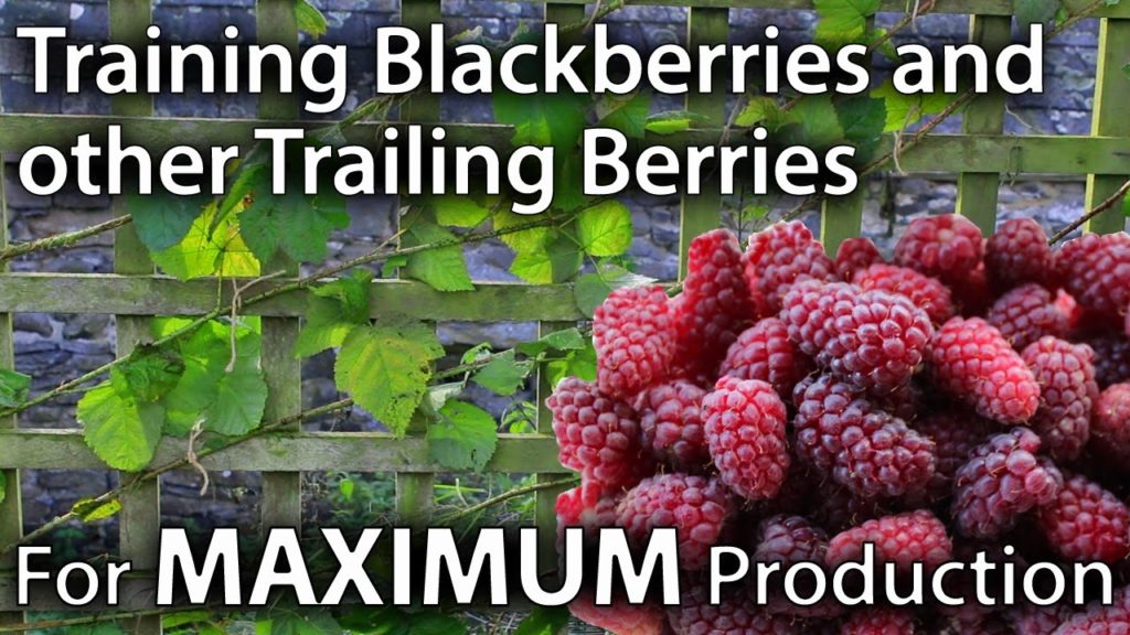 Huw Richards: How to Train Blackberries and other Trailing Berries for Maximum Yields How to Train Blackberries and other Trailing Berries for Maximum Yields