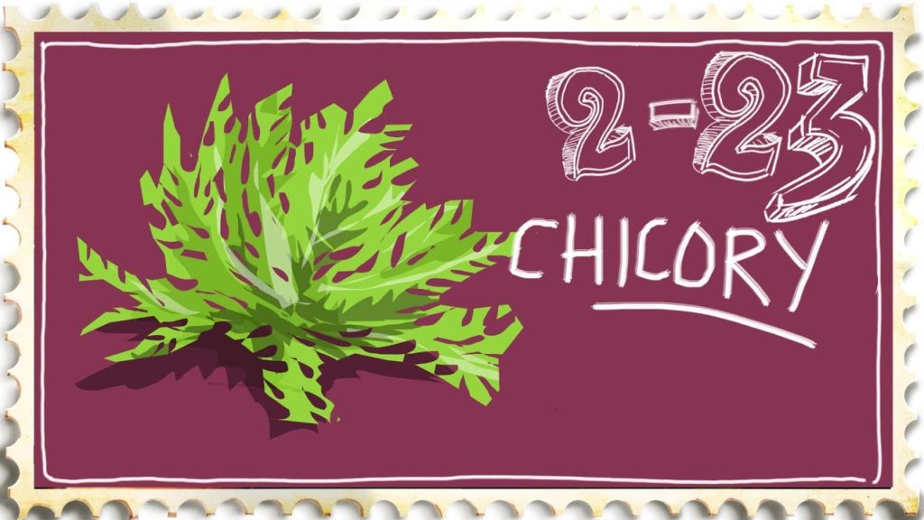 Growing Chicory with a Pea Vine Mulch