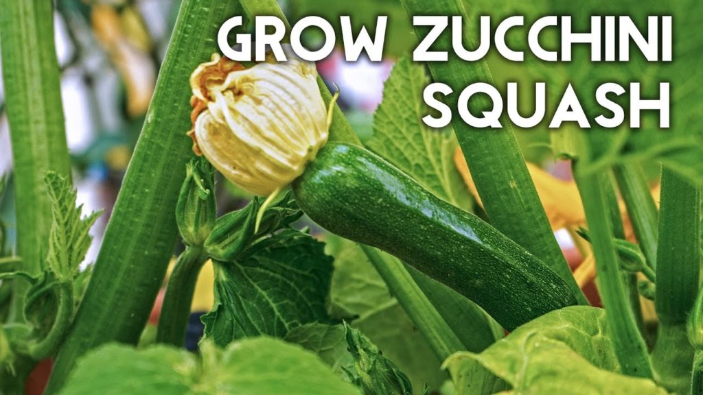 California Gardening: Growing Zucchini Squash – Advice, Tips, Harvest & Recipe Growing Zucchini Squash - Advice, Tips, Harvest & Recipe