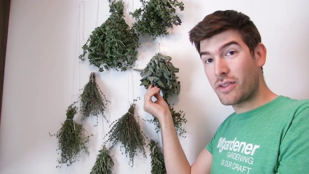 MIgardener: Never Use an Oven or Dehydrator to Dry Herbs Again With This Century Old Method Never Use an Oven or Dehydrator to Dry Herbs Again With This Century Old Method