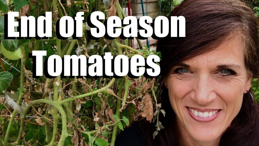 CaliKim: Tomato Plants: What to Do at the End of the Season Tomato Plants: What to Do at the End of the Season