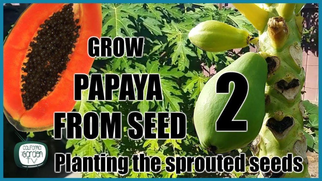 Planting Papayas from Seed- Part 2 // Planting the Sprouted Seeds