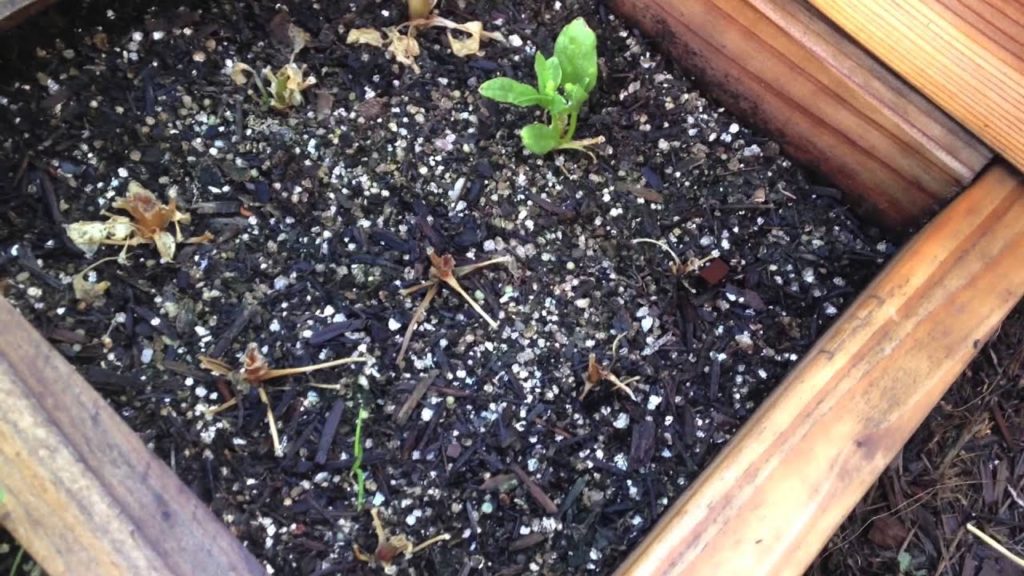 Jeb Gardener: Three Lessons from Bolting Spinach Three Lessons from Bolting Spinach