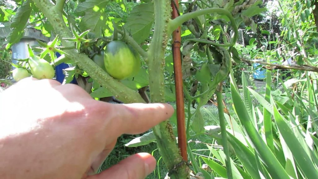 Gary Pilarchik: What are Those Bumps on My Tomato Plant/Stems? – The Rusted Garden 2013 What are Those Bumps on My Tomato Plant/Stems? - The Rusted Garden 2013