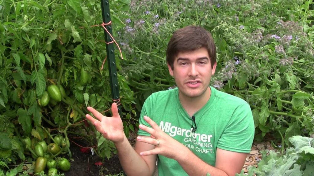 Myths and Truths to Growing Sweeter Tomatoes