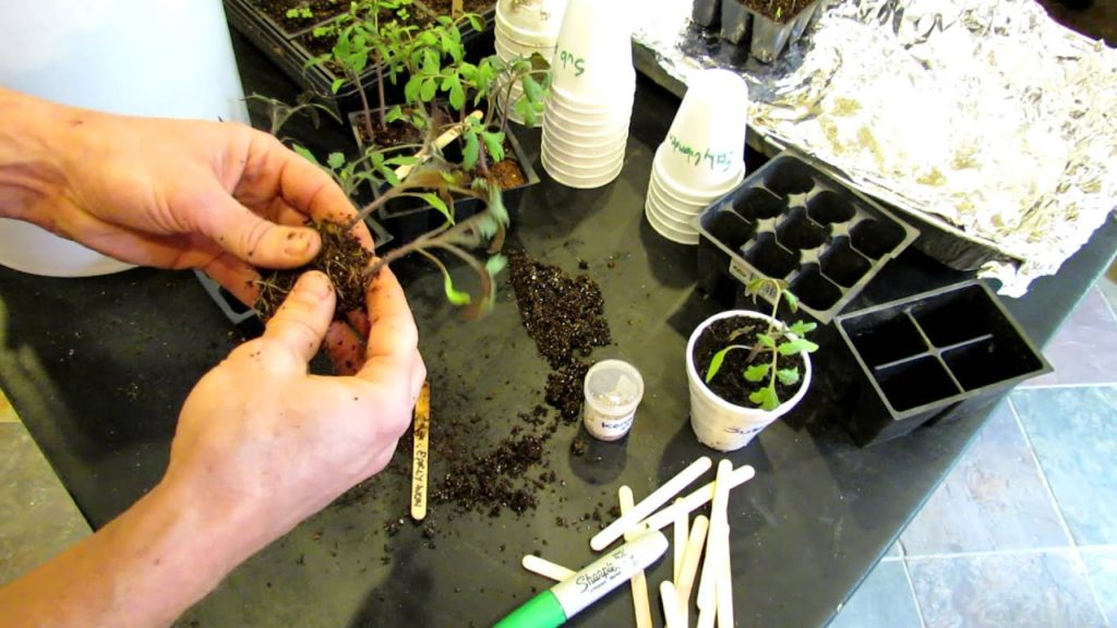 Complete Guide to Starting Tomatoes Indoors: Germination to Transplanting - The Rusted Garden 2013