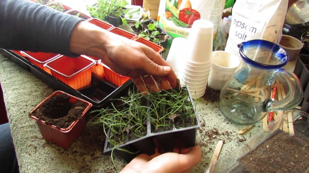 How to Transplant Chive Seedlings into Containers: A Great Herb! - MFG 2014