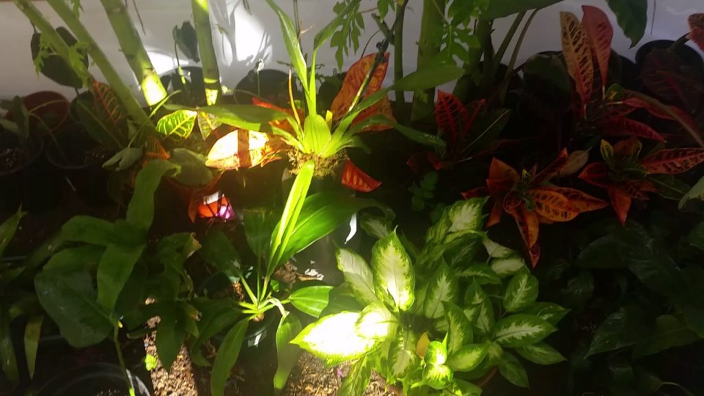 Southern California tropical garden November update.. greenhouse.