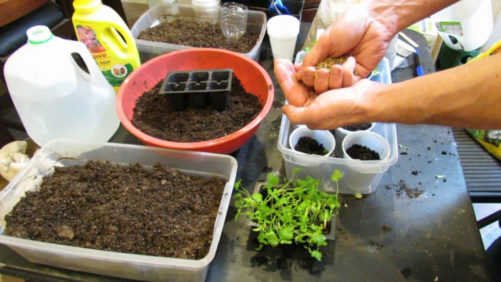 Seed Starting Cilantro  Indoors: Starting MIxes, Light, Fertilizing & More  - Grow as I Grow Series