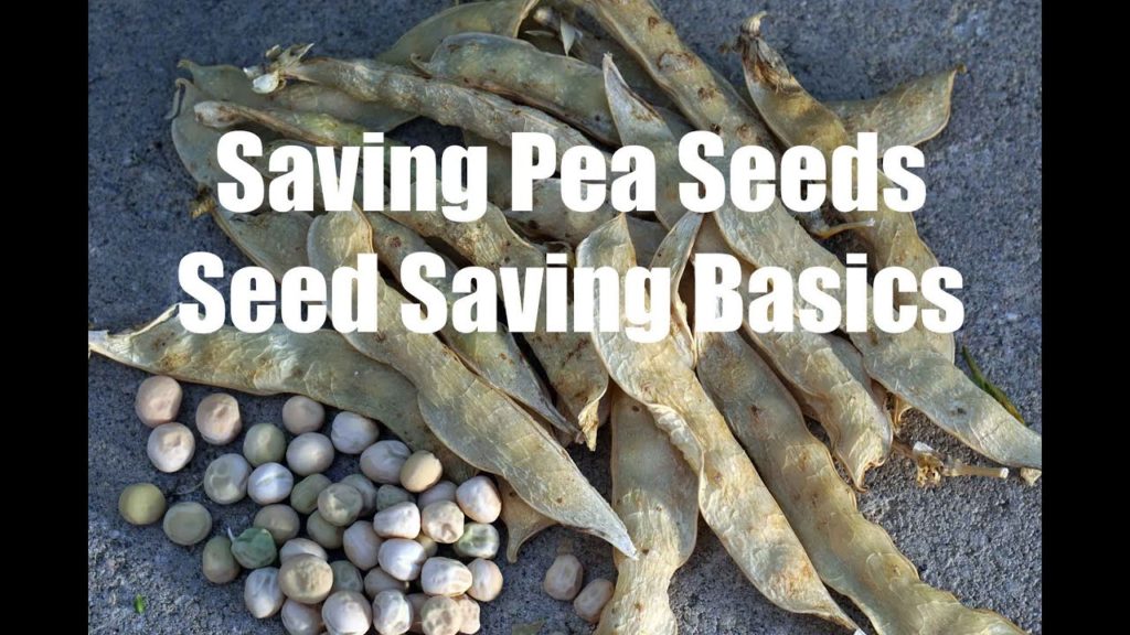 CaliKim: How to Save Pea Seeds & Seed Saving Basics – in 4K How to Save Pea Seeds & Seed Saving Basics - in 4K