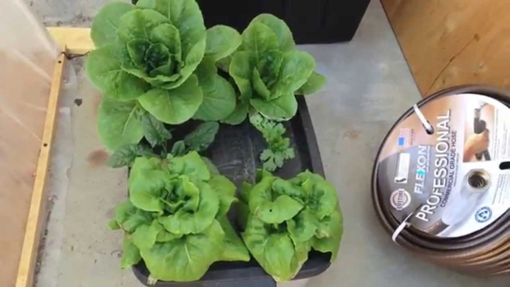 First Hydroponic Update