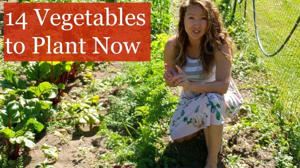 14 Vegetables to Plant NOW for Fall Harvest [Fall Gardening]