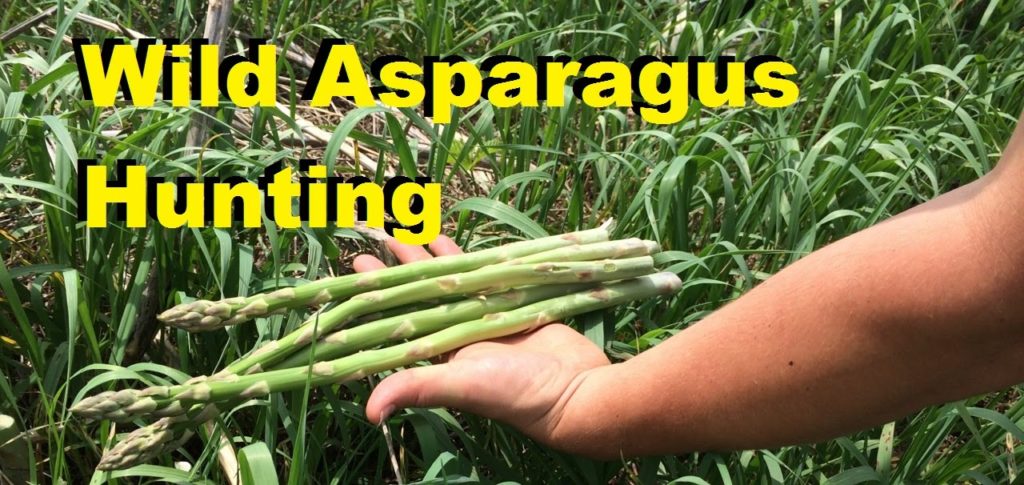 MIgardener: Where to Find Wild Asparagus & How to Find it Where to Find Wild Asparagus & How to Find it