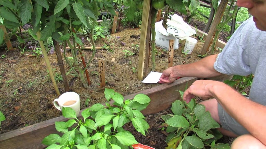 Gary Pilarchik: What is, When and How to Side Dress Tomatoes: Fertilizer & Lime – TRG 2014 What is, When and How to Side Dress Tomatoes: Fertilizer & Lime - TRG 2014