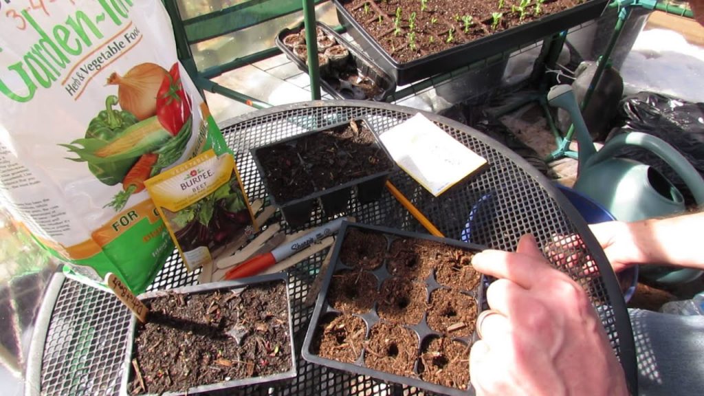 Gary Pilarchik: How to Seed Start Beets in Seed Cells: Great Cool Weather Vegetables – MFG 2014 How to Seed Start Beets in Seed Cells: Great Cool Weather Vegetables - MFG 2014