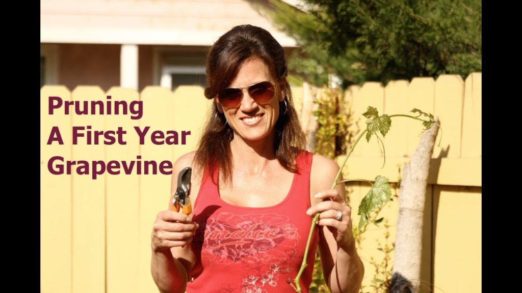 Pruning a First Year Grape Vine and Propagating Cuttings