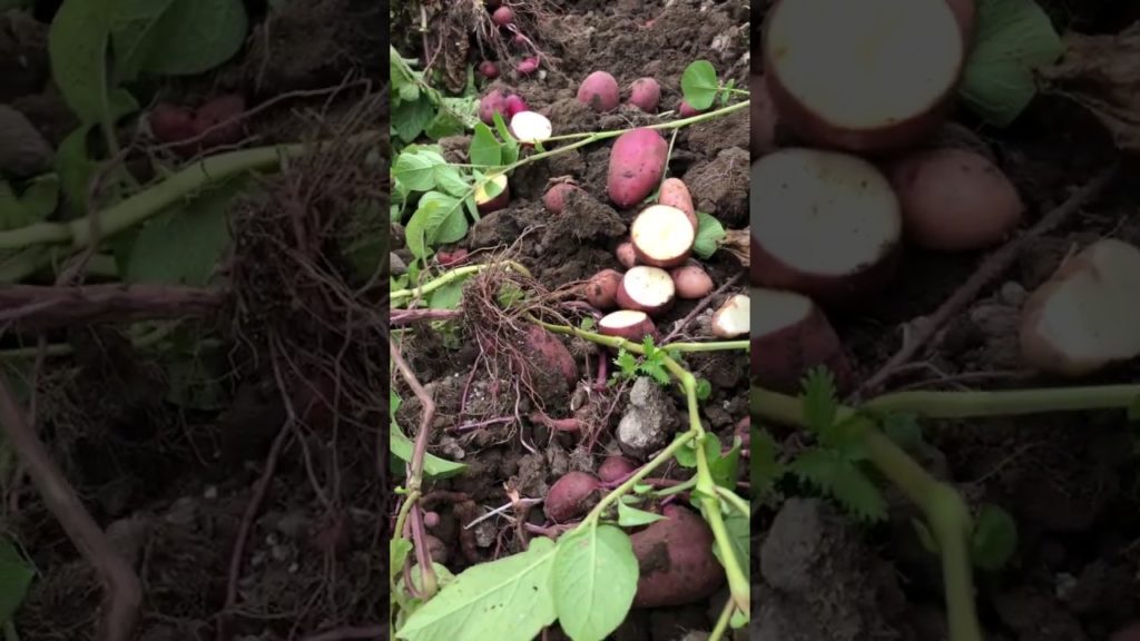 All-America Selections Flowers & Vegetables: How AAS Winner Clancy Potato Seeds came to be for your vegetable garden! How AAS Winner Clancy Potato Seeds came to be for your vegetable garden!