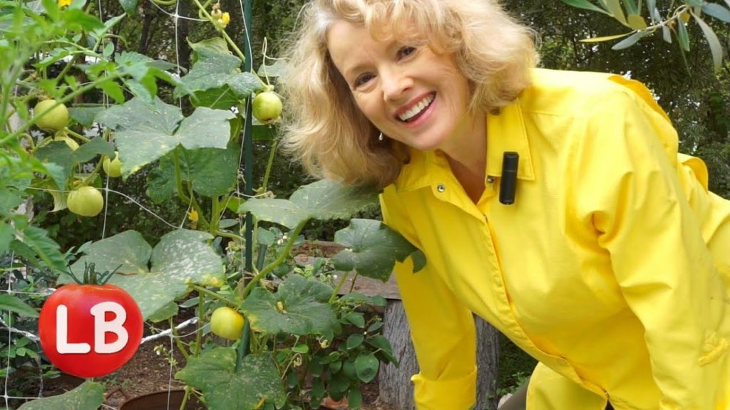 Kaye Kittrell: August Harvest & Issues – Part 1 | Late Bloomer | Episode 13 August Harvest & Issues - Part 1 | Late Bloomer | Episode 13