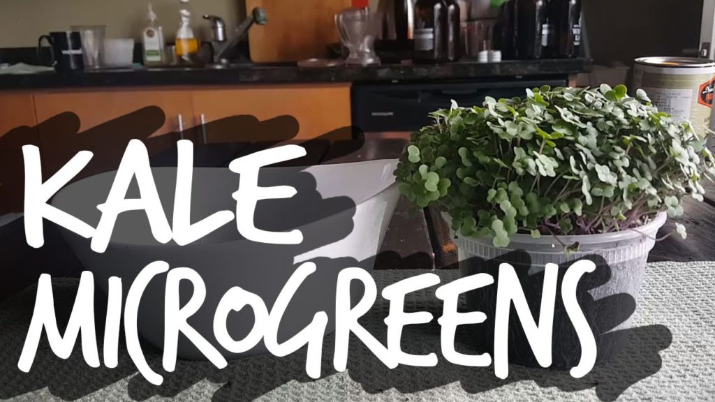 How to Grow Red Russian Kale Microgreens