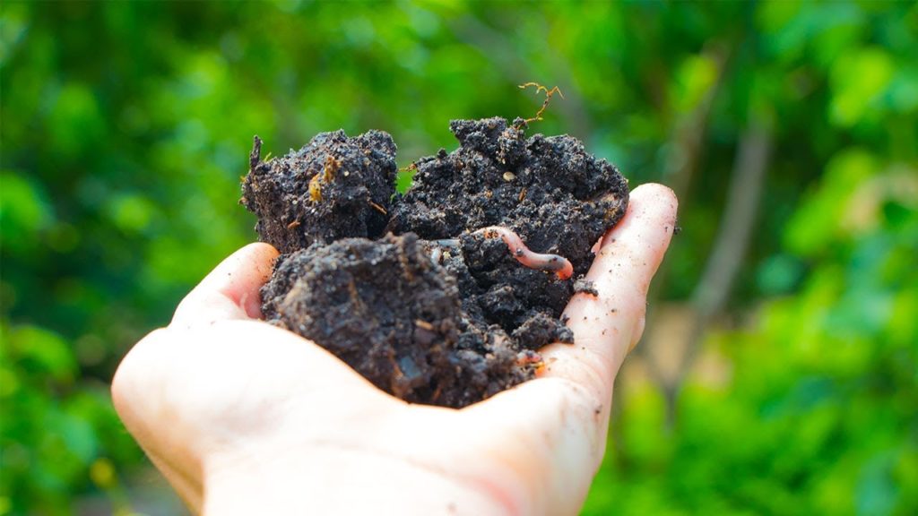 James Prigioni: THE SECRET TO BUILDING HEALTHY SOIL! THE SECRET TO BUILDING HEALTHY SOIL!