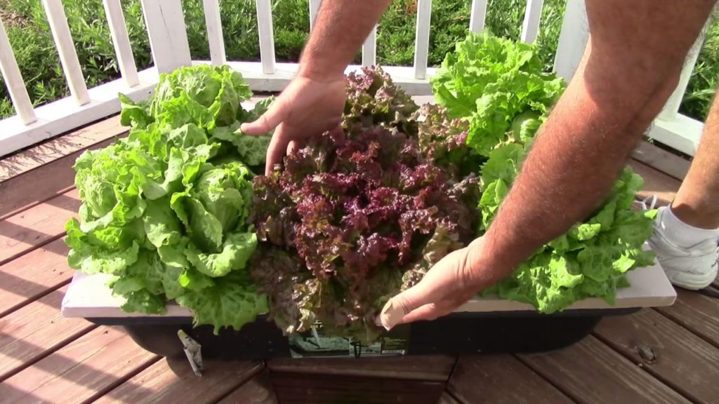 Hydroponic Lettuce in the Gazebo