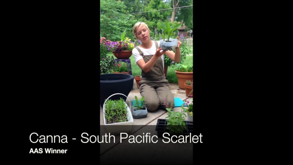 NoFarmNeeded Makes a Container Garden Using AAS Winners