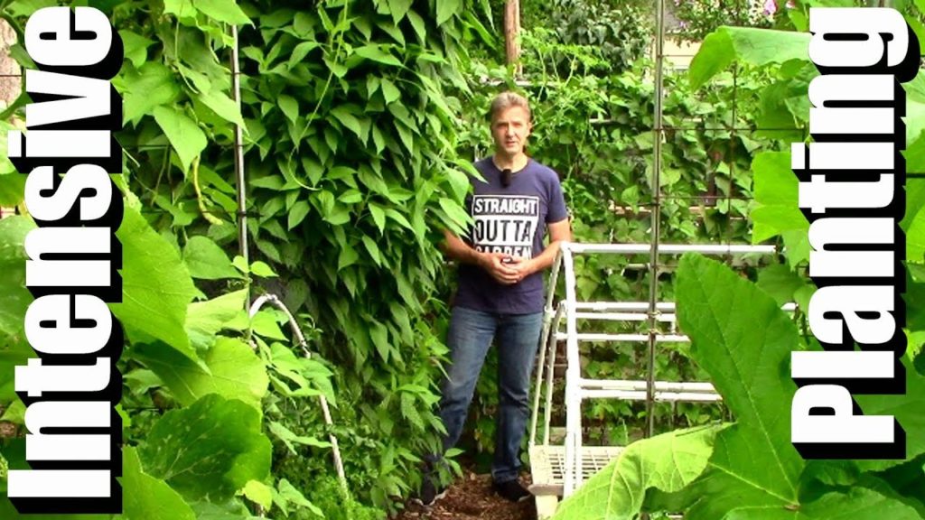 One Yard Revolution: Intensive Planting: Beyond Seed Packet Spacing Intensive Planting: Beyond Seed Packet Spacing