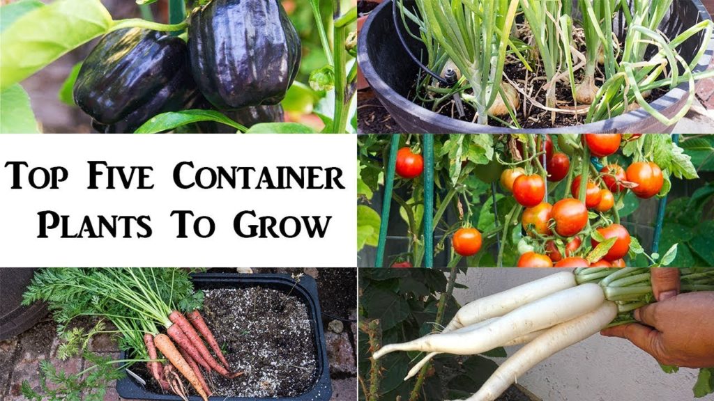 5 Best Vegetables for Your Edible Container Garden