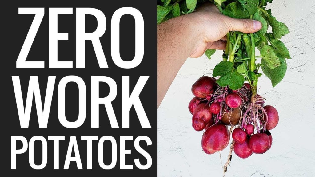 Growing Potatoes By IGNORING Them (EPIC HARVEST)