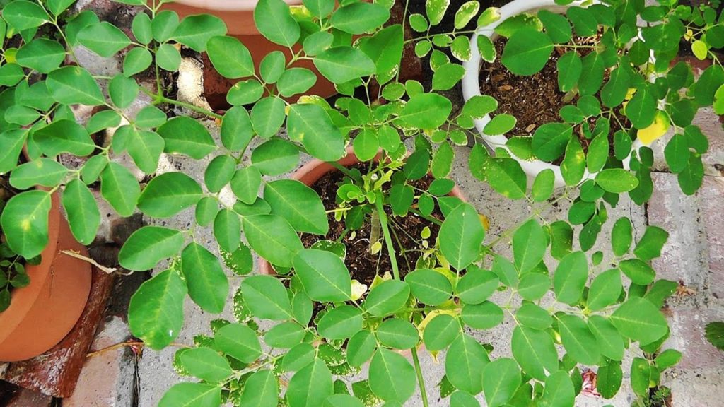 California Gardening: Moringa Update – Transplanting seedlings & Pruning tips! Moringa Update - Transplanting seedlings & Pruning tips!