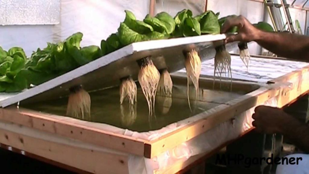 Floating Raft Hydroponics Update Dec 2012