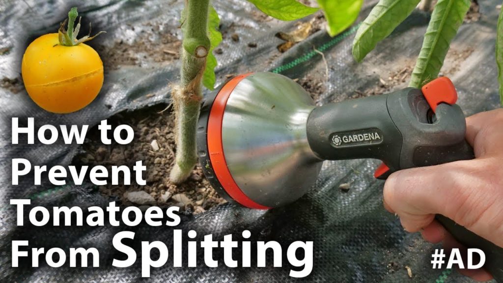 Huw Richards: How to PREVENT your Tomatoes from SPLITTING as they RIPEN How to PREVENT your Tomatoes from SPLITTING as they RIPEN