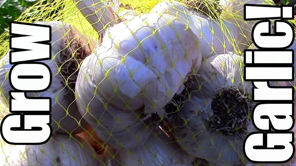 One Yard Revolution: Growing Organic Garlic on the Cheap! (Frugal Gardening) Growing Organic Garlic on the Cheap! (Frugal Gardening)