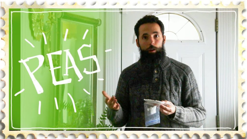 Growing Peas Early - an Odd Technique