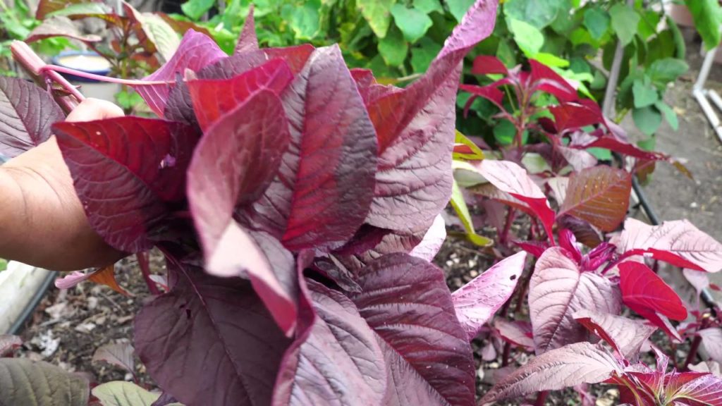 California Gardening: Superfoods : How To Grow Red Amaranth – Amaranthus Superfoods : How To Grow Red Amaranth - Amaranthus