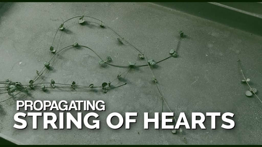 Easy String of Hearts Propagation Method 🌱💚